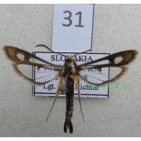 Chamaesphecia astatiformis (Herrich-Schäffer, 1846) Slovakia31